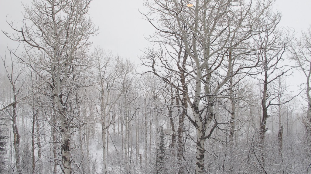 Wintery day in Country Green near Steamboat Springs