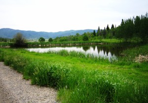 Emerald Meadows in Steamboat Springs