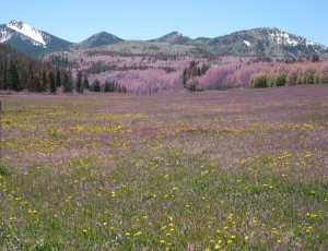 Wildflowers near Columbine, CO in the Routt National Forest